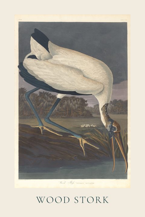 Wood Stork