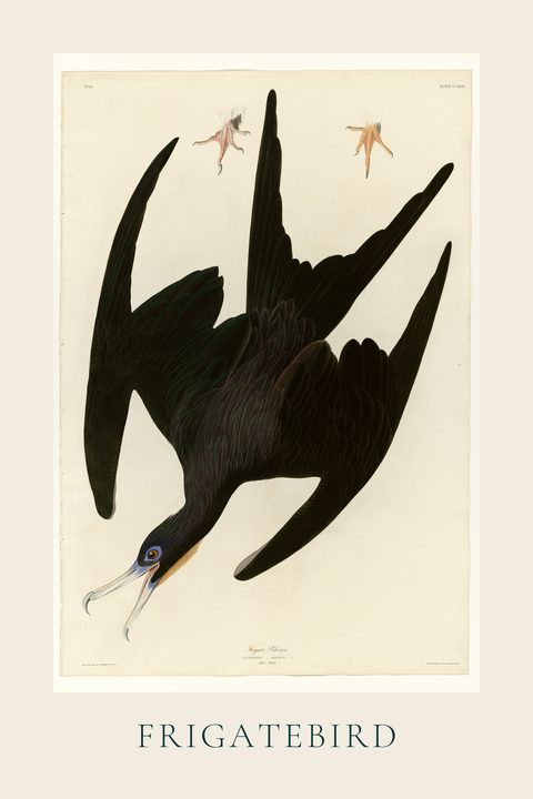 Frigatebird