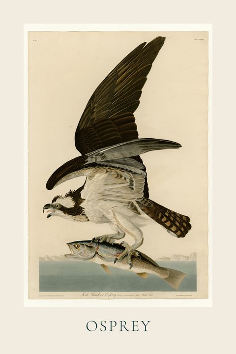 Osprey